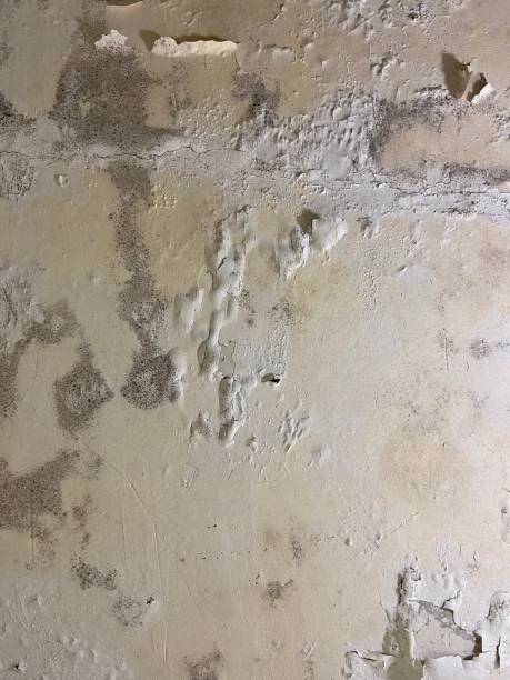Best Mold Testing  in Henagar, AL